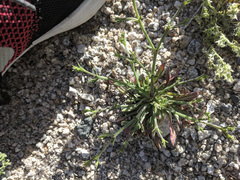 Chorizanthe brevicornu