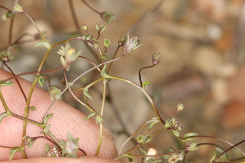 Image of Nemacladus inyoensis by (c) Steve Matson, some rights reserved (CC BY)