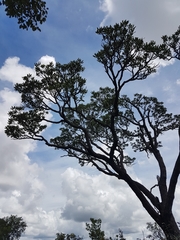Vochysia thyrsoidea