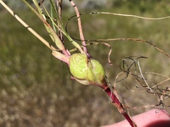 Antistrophus microseris