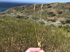 Antistrophus microseris