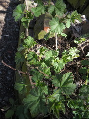 Ribes uva-crispa sativum