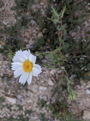 Layia pentachaeta albida