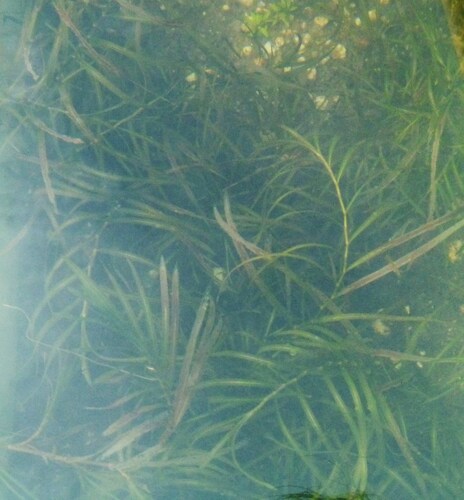 Potamogeton oxyphyllus
