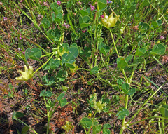Trifolium fucatum