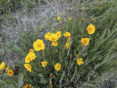 Leptosyne calliopsidea