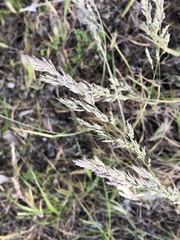 Poa secunda