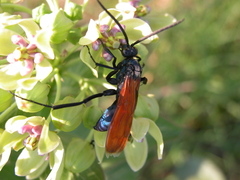 Pepsis grossa
