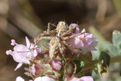 Oxyopes heterophthalmus
