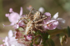 Oxyopes heterophthalmus