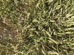 Hordeum intercedens