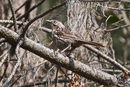 Chinese Babax (Pterorhinus lanceolatus), photo 4