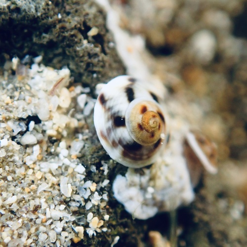 Striped-mouth Conniwink