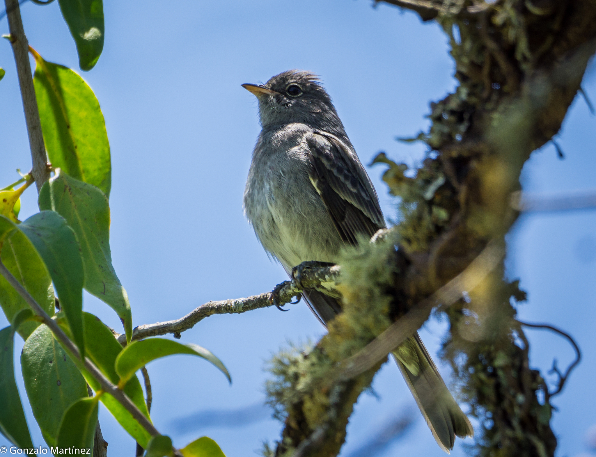 Slaty Elaenia (Elaenia strepera), photo 6