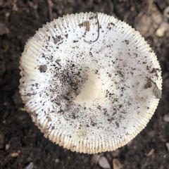 Amanita vaginata alba