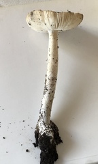 Amanita vaginata alba