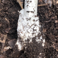 Amanita vaginata alba