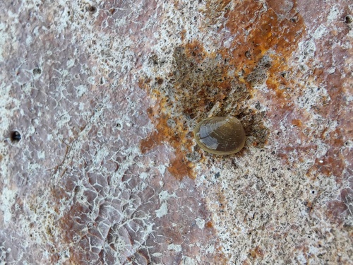 Greater Eastern Peaclam