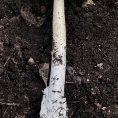 Amanita vaginata alba