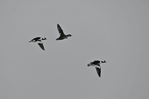 Bufflehead photographed in Louisiana