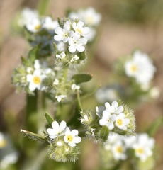 Plagiobothrys stipitatus micranthus