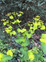 Smyrnium perfoliatum