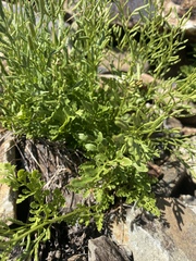 Cryptogramma cascadensis image