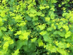 Smyrnium perfoliatum