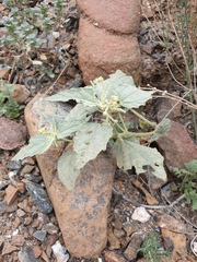 Chrozophora oblongifolia