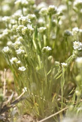 Plagiobothrys stipitatus micranthus