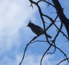 Baeolophus atricristatus