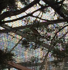 Baeolophus atricristatus