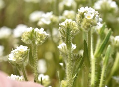 Plagiobothrys stipitatus micranthus