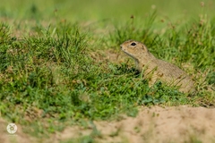 Spermophilus citellus