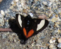 Psychomorpha epimenis