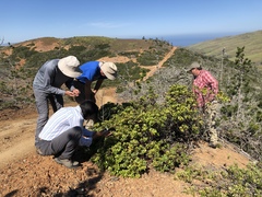 Arctostaphylos insularis