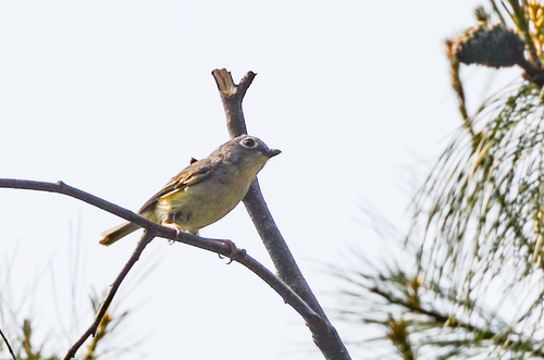 Green Shrike-babbler (Pteruthius xanthochlorus), photo 6