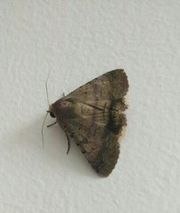 Pandesma quenavadi