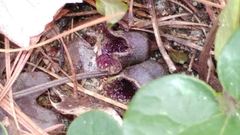 Hexastylis virginica