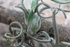 Medusa's Head (Tillandsia caput-medusae)