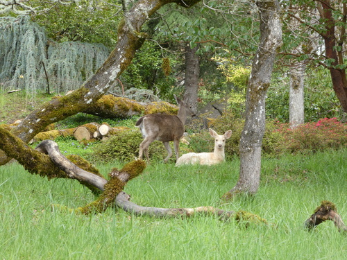 Columbian Black-tailed Deer photographed in Oregon