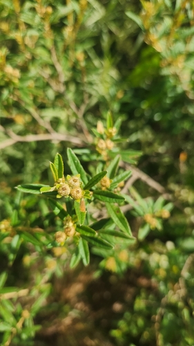 Croton ceanothifolius