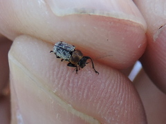 Pachybrachis luridus