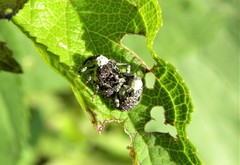 Cionus scrophulariae