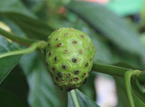 Morinda citrifolia iNat (3)