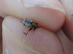 Pachybrachis luridus