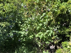 Solanum umbelliferum clokeyi