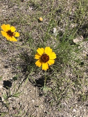 Thelesperma filifolium
