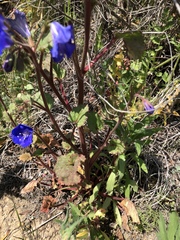 Phacelia campanularia