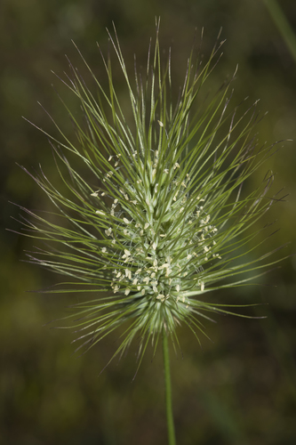 Echinopogon intermedius